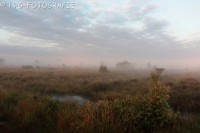 /album/fotogalerij-landschappen/mist-en-heide-jpg1/